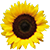 Logo von Sonnenblümchen Blühende Fantasie